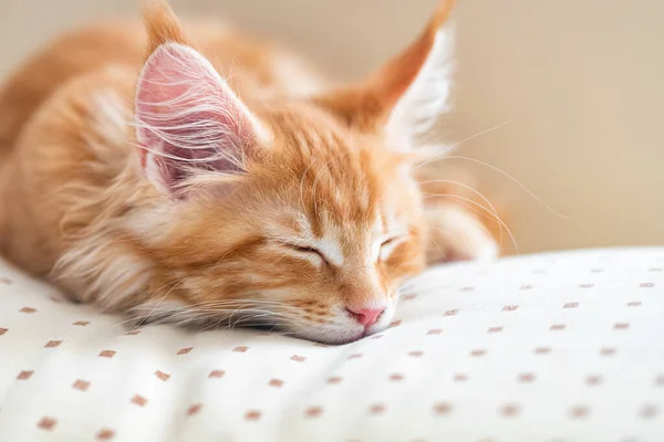 Hermoso pequeño gato rojo ardiente del mapache maine se encuentra en una almohada beige —  Fotos de Stock