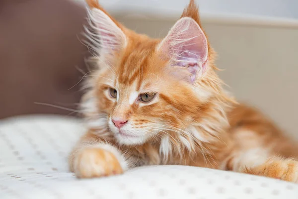 Hermoso pequeño gato rojo ardiente del mapache maine se encuentra en una almohada beige —  Fotos de Stock