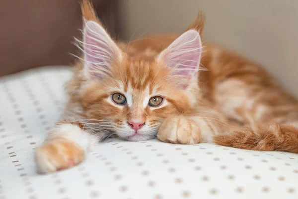 Beautiful little fiery red cat of the maine coon lies on a beige pillow — Stock Photo, Image