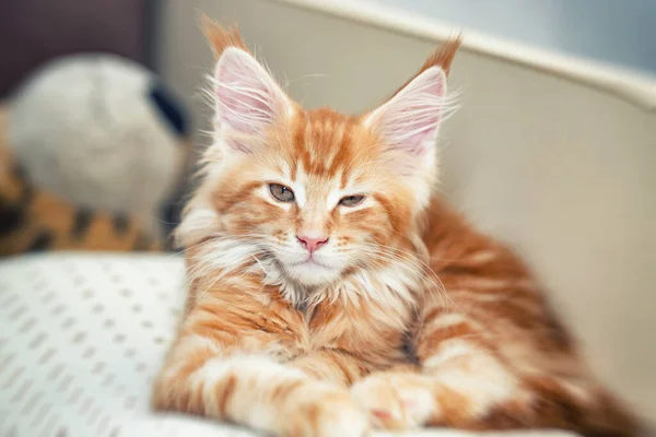 Hermoso pequeño gato rojo ardiente del mapache maine se encuentra en una almohada beige —  Fotos de Stock