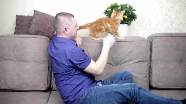 En man håller en hemblogg om husdjur visar en liten kattunge Maine på kameran — Stockvideo