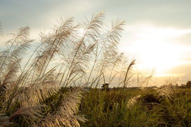 Gökyüzünde beyaz ve yeşil çimenler