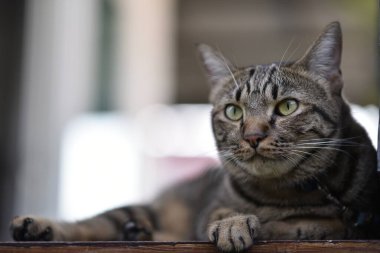 Tekir kedi evde oturuyor..