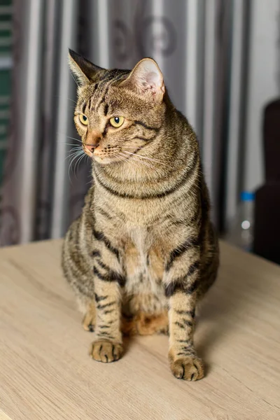 Tabby Kat Zit Thuis — Stockfoto