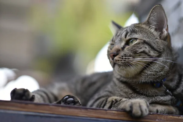 Табби Кошка Сидящая Дома — стоковое фото
