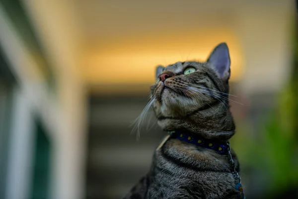 Gato Tabby Sentado Casa —  Fotos de Stock