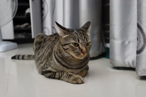 Кіт Таббі Сидить Вдома — стокове фото
