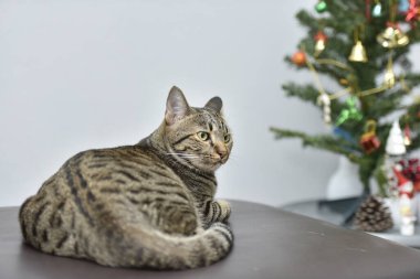 Tekir kedi ve Noel ağacı