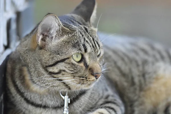 Tabby Kot Siedzi Domu — Zdjęcie stockowe