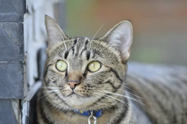 Tabby Kot Siedzi Domu — Zdjęcie stockowe