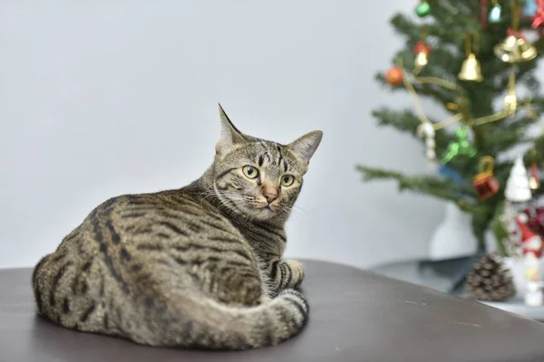 Tekir kedi ve Noel ağacı
