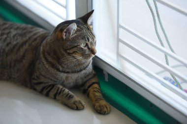 Tekir kedi evde oturuyor..