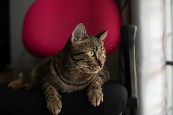 塔比猫坐在椅子上 — 图库照片