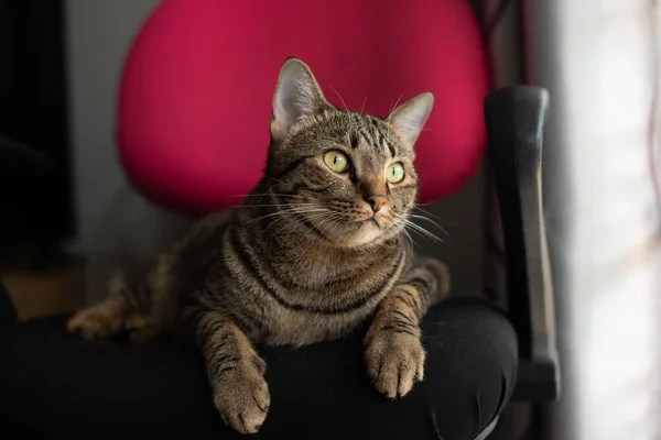 Tabby Kočka Sedí Židli — Stock fotografie