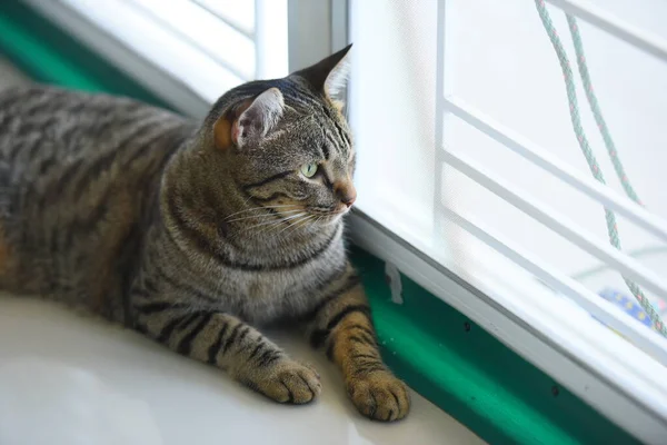 Кіт Таббі Сидить Вдома — стокове фото