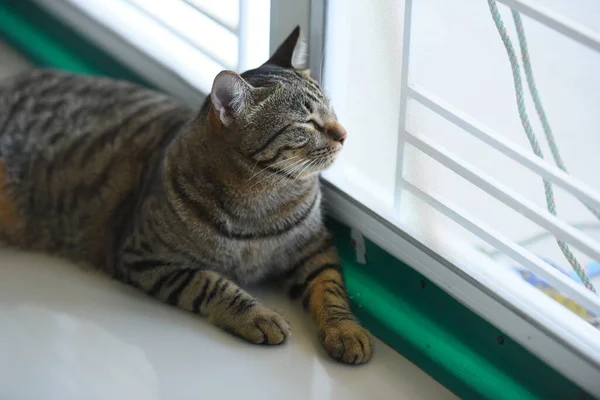 Tabby Kot Siedzi Domu — Zdjęcie stockowe