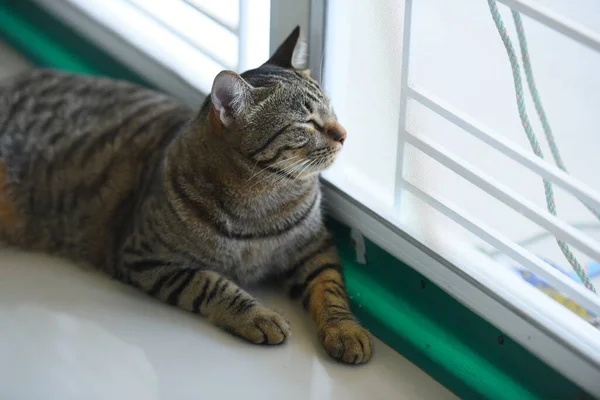 Tabby Gato Sentado Casa — Fotografia de Stock