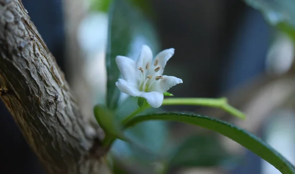 Sommet Fleur Thé Hokkien Sur Arbre — Photo