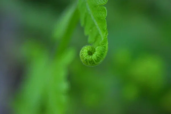 Folhas Samambaia Fundo Verde — Fotografia de Stock