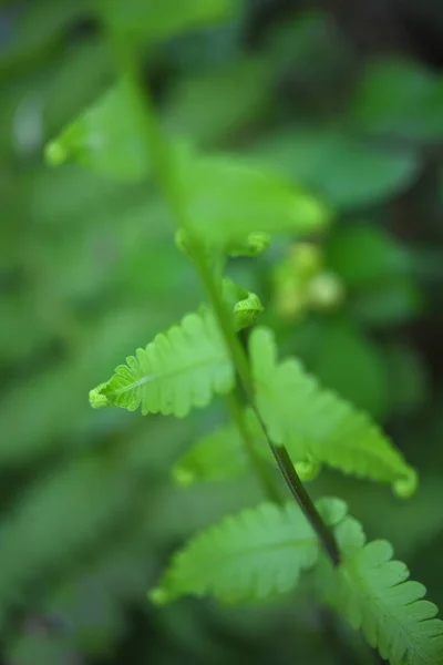 緑の背景にシダの葉 — ストック写真