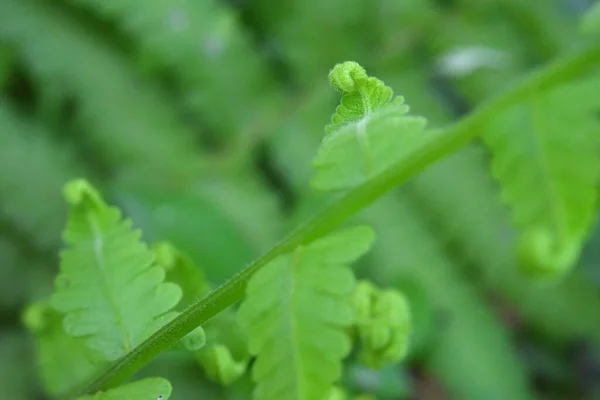 Feuilles Fougère Sur Fond Vert — Photo