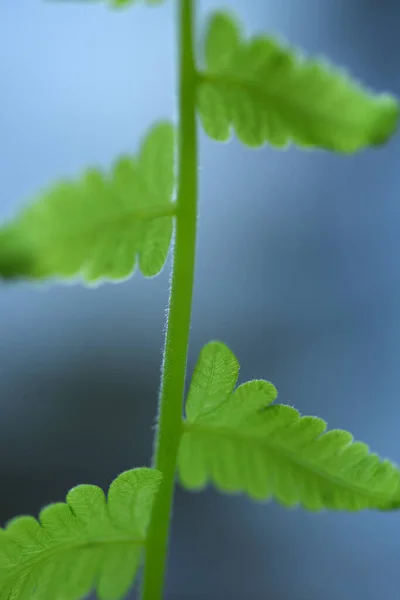 Varenbladeren Groene Achtergrond — Stockfoto