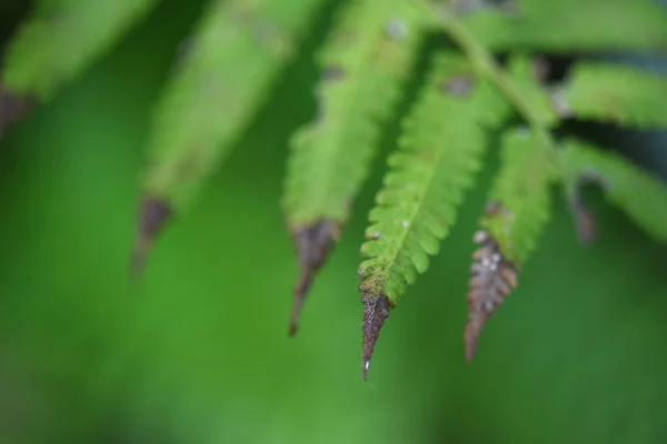 Feuilles Fougère Sur Fond Vert — Photo