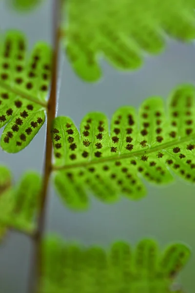 Varenbladeren Groene Achtergrond — Stockfoto
