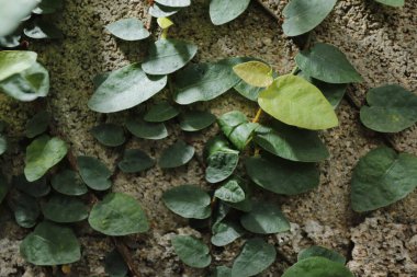 Çimento duvarlı Ficus pumila L.
