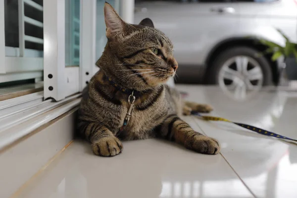 Tabby Kočka Sedí Doma — Stock fotografie