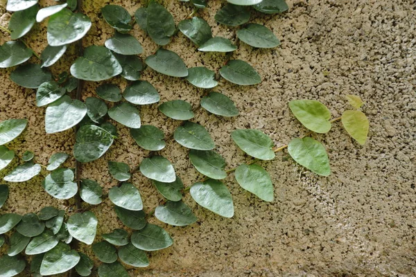 Ficus Pumila Cement Wall — Stock Photo, Image