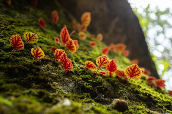 自然界に緑の苔を持つ赤い葉 — ストック写真