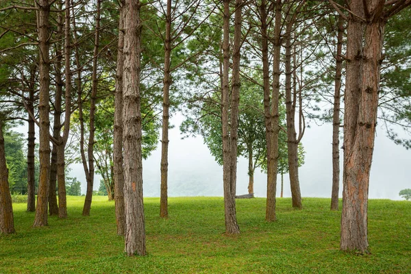 Dennenbomen Groen Gazon Nevel — Stockfoto