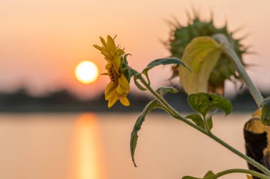 Ayçiçeği ve günbatımı suya yansıyor