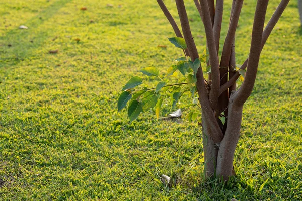 Sebuah Pohon Bodhi Kecil Naik Dari Halaman — Stok Foto