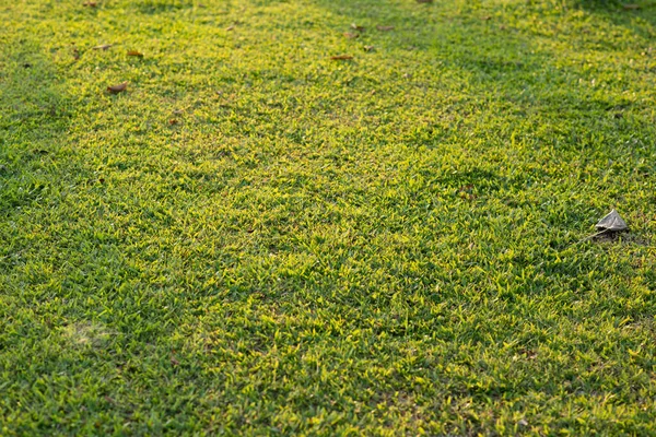 夕暮れ時の芝生の地面 — ストック写真