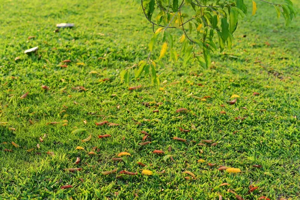 草の上に多色の葉があり — ストック写真