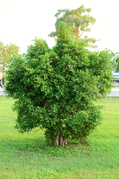 Çimlerde Akşam Güneşinde Kore Banyan — Stok fotoğraf