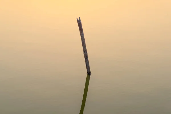 竹子树桩嵌入水中 — 图库照片