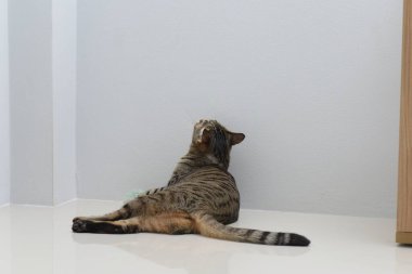 Tekir kedisi bembeyaz yatar