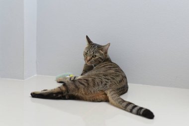 Tekir kedisi bembeyaz yatar