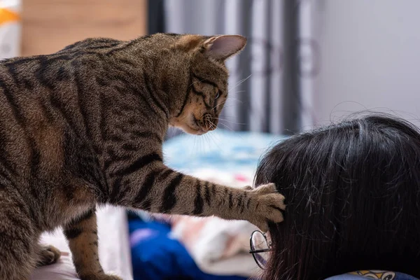 Tabby cat's hand slaps a person's head