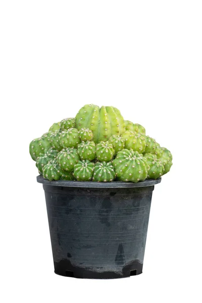 Kaktus Svart Kruka Vit Bakgrund — Stockfoto