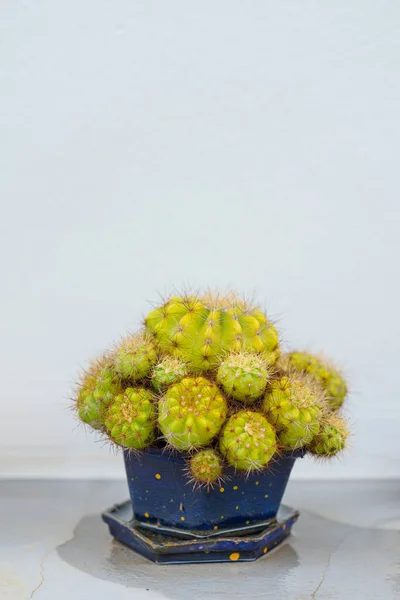 Plantes Cactus Dans Des Pots Placés Sur Mur Maison — Photo
