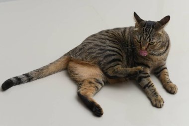 Tekir kedi kendini temizliyor..