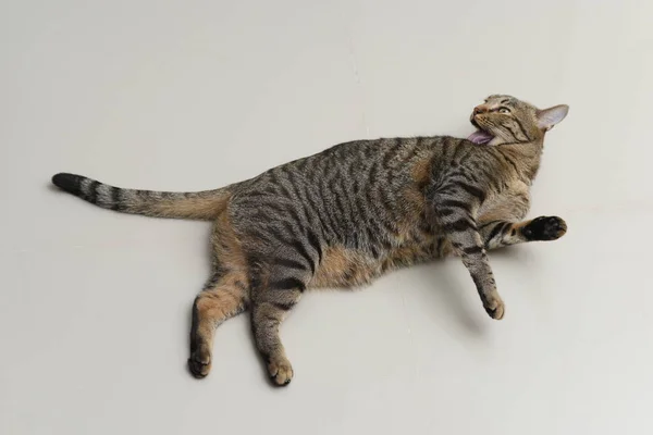 Кіт Таббі Сам Прибирає — стокове фото