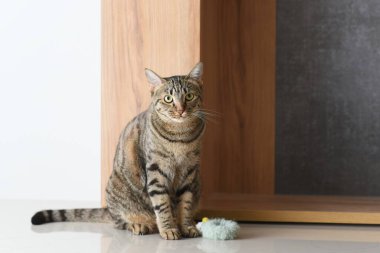 Kürk oyuncaklı tekir kedi