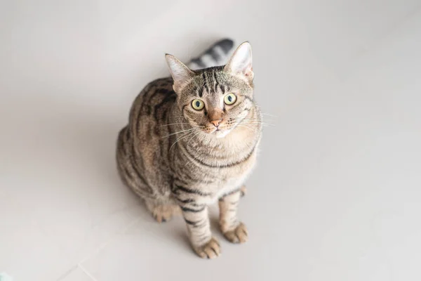 Tabby Cat Looking — Stock Photo, Image