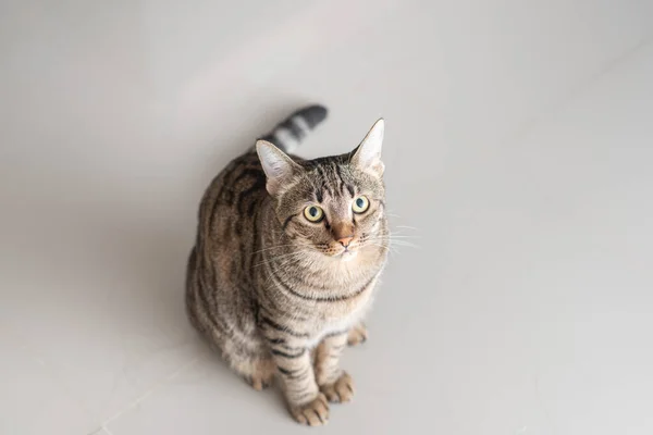 Tabby Kot Patrząc Nas — Zdjęcie stockowe