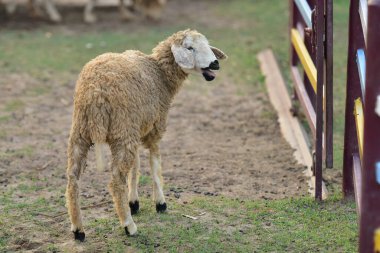 Koyun ağılda çimlerin üzerinde.